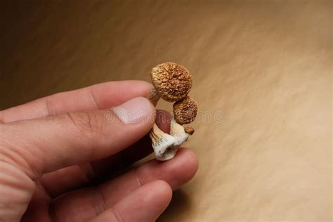 Hongos Psilocybin En Hombres Con Fondo Dorado Hongos Psicodélicos