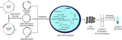 Adeno Associated Virus Aav Custom Production Servce Vector Biolabs