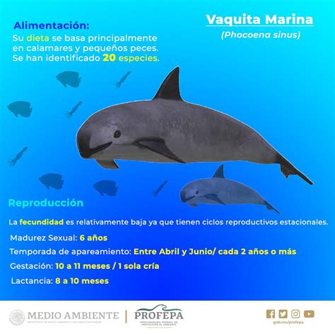 Conservación de la vaquita marina el gran desafío de México