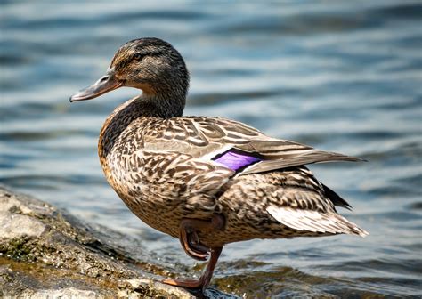 The Times Telegram: Local News, Politics & Sports in Utica, NY