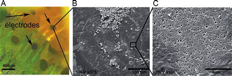 A) Optical pictures of micro-ECoG devices after 6 weeks of in vivo ...