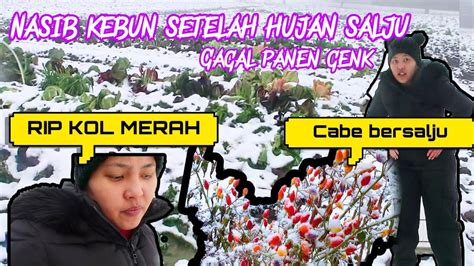 GAGAL PANEN BROKOLI DAN KOL MERAH KARNA HUJAN SALJU UPDATE KEBUN