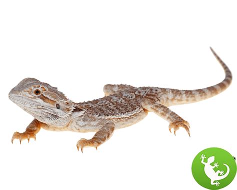 Healthy Bearded Dragon Baby for sale - Ultimate reptile 2025