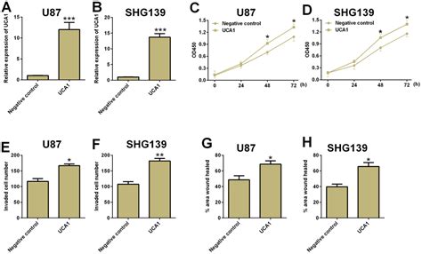 The Long Non Coding Rna Urothelial Carcinoma Associated 1 Promotes