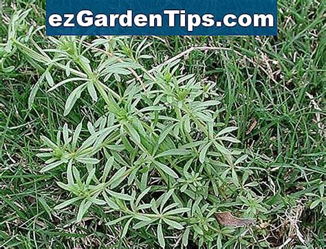 Southern Lawn Weed Identificatie 🌱 Tips Tuinders