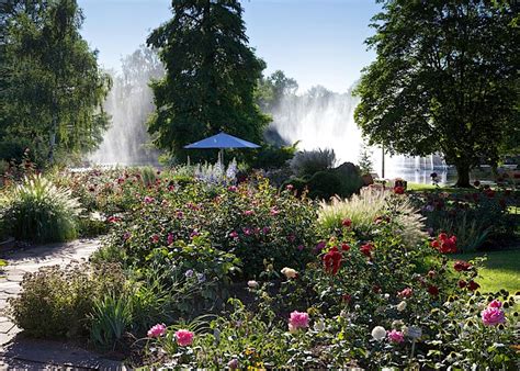 Rosengarten Zweibr Cken Rose Biblio