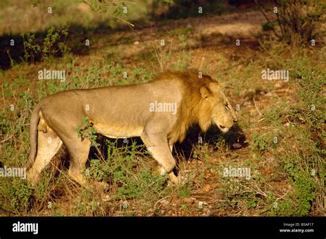 Lion Samburu National Reserve Kenya East Africa Africa Stock Photo Alamy