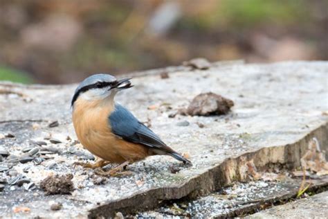 Gratis Afbeeldingen Natuur Tak Wildlife Logboek Bek Tuin Fauna