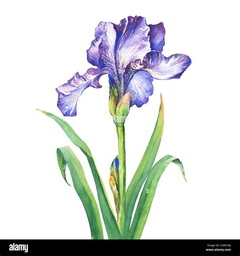 The Branch Flowering Blue Iris Watercolor Hand Drawn Painting