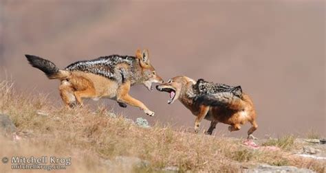 "Skirmish" Jackal Fight | Drakensberg Wildlife Photography