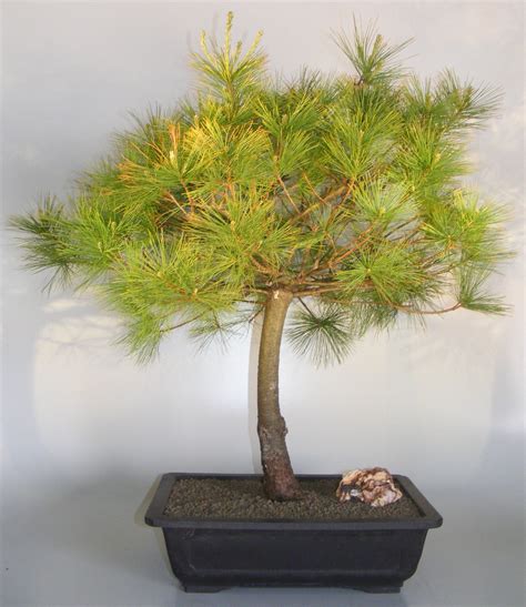 Japanese White Pine Bonsai Tree Pinus Parviflora