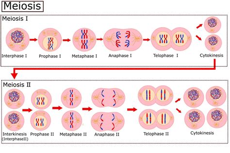 Diagramm Der Meiose Zellteilung Ist Der Prozess Den Zellen Durchlaufen