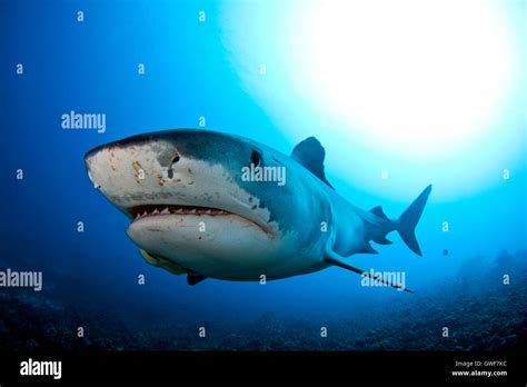 Tiger Shark Banque De Photographies Et Dimages Haute R Solution Alamy