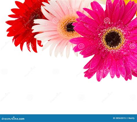 Border Of Gerbera Flowers Royalty Free Stock Photo Image 38563015