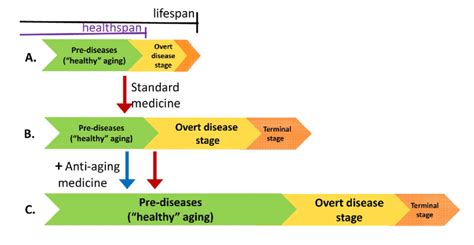 Effects Of Standard And Anti Aging Medicine On Health And Lifespan A