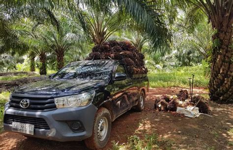 Harga Buah Sawit Di Kotim Anjlok Pupuk Melejit Petani Menjerit