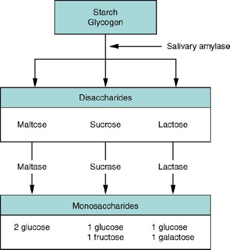 158 Chemical Digestion And Absorption A Closer Look Medicine