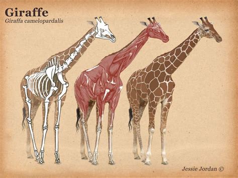 9 best giraffe images on Pinterest | Giraffes, Giraffe and Wild animals