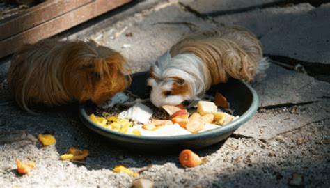 Can Guinea Pigs Eat Meat? - Squeaky Pigs