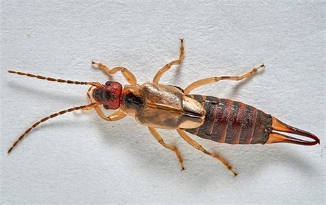 How To Handle An Earwig Infestation In North Augusta