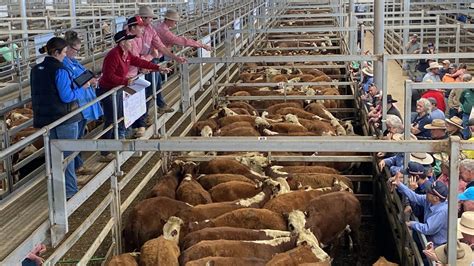 Eyci January 2024 Cattle Prices Continue To Rally Despite Big Lift In