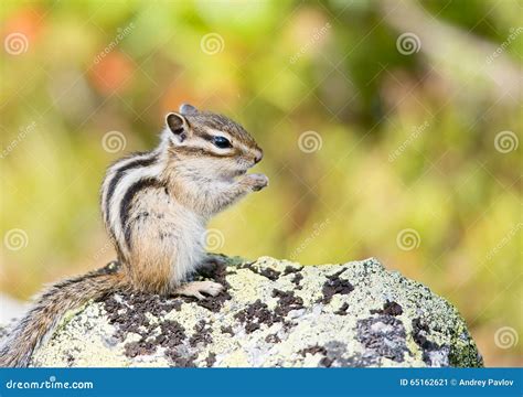 Chipmunk Sib Rien Sibiricus De Tamias Image Stock Image Du Mignon