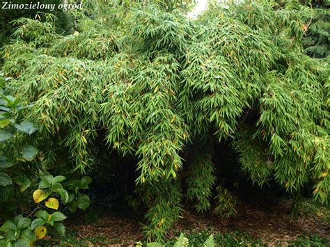 Zimozielony Ogr D Arboretum W Rogowie Zimozielone Ro Liny Li Ciaste