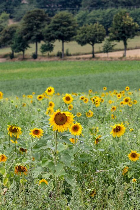 Sonnenblumen im Spätsommer hangoverphotograph Flickr