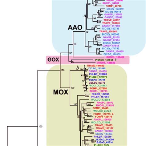 Maximal Likelihood Evolutionary Tree Of The 95 GMC Sequences Five