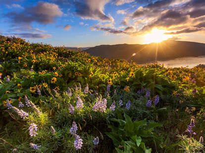 Best Wildflower Hikes In The Columbia River Gorge Thrillist