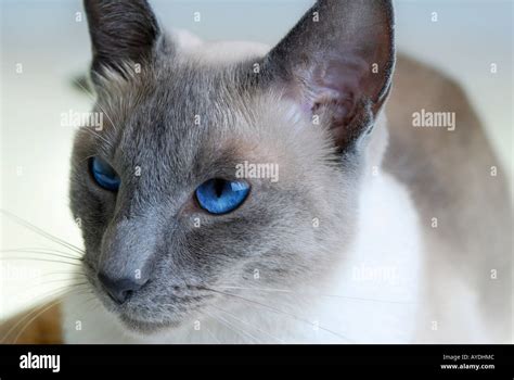 Blue Point Siamese Cat Hi Res Stock Photography And Images Alamy