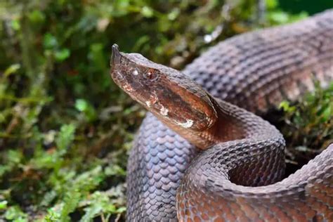 17 Different Types Of Vipers Naturenibble