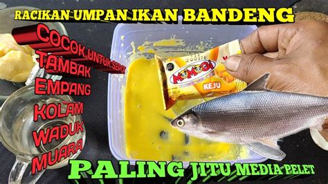 Cara Membuat Umpan Ikan Bandeng Paling Jitu Media Pelet YouTube