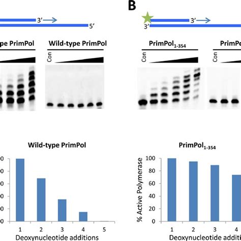 Domain Architecture Of Eukaryotic Primpol A Primpol Is Composed Of