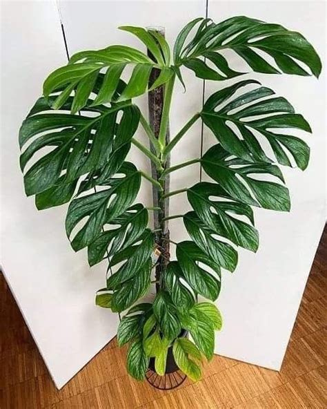 Monstera Adansonii Houseplant Care Guide Artofit