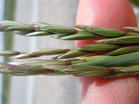 Agropyron Trachycaulum Although Native Slender Wheatgrass Flickr