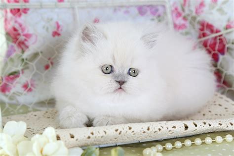 Lilac Persian Kittens - Lilac Persian Cats - Lilac Persians - The Lilac ...