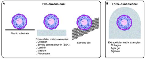 Schematic Representation Of The Two And Three Dimensional Culture