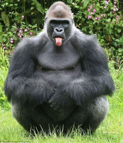 Funny Gorilla Smiling