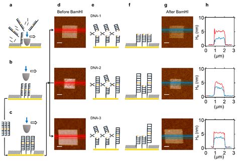 Molecules Free Full Text Noncanonical DNA Cleavage By BamHI