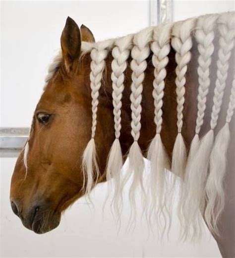 19 Best Of Manes And Tails Images On Pinterest Horse Beautiful