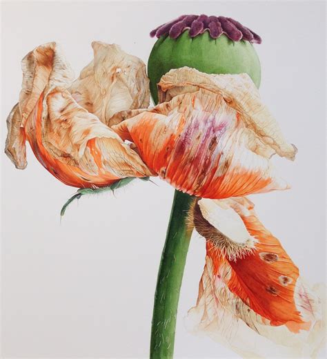 Viv Rew Botanical Art