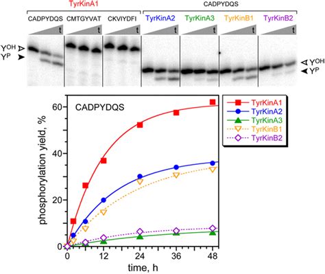 Activities Of Sequence Selective Tyrosine Kinase Deoxyribozymes Each