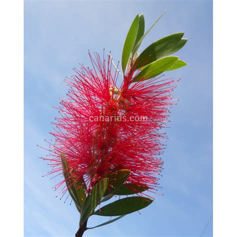 Buy Callistemon citrinus with Canarius