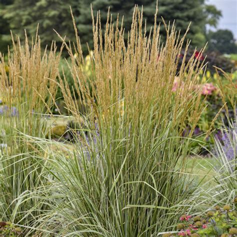 Hello Spring Feather Reed Grass Vanstone Nurseries