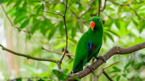 Green Parrot On The Tree Branch In Green Leaves Background HD Animals ...