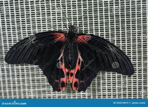 Scarlet Mormon Butterfly stock image. Image of papillon - 253574619