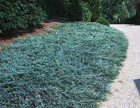 Можжевельник горизонтальный Блю Чип Juniperus horizontalis Blue Chip ...