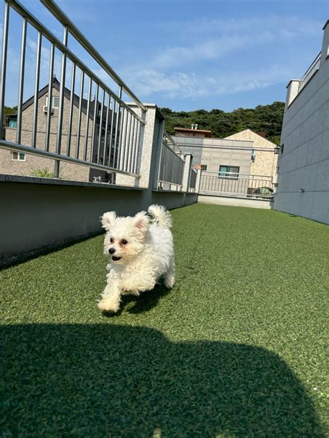 비숑프리제숑숑 강아지책임분양 컴투펫위탁보호센터 강아지무료분양 고양이무료분양 강아지파양 고양이파양