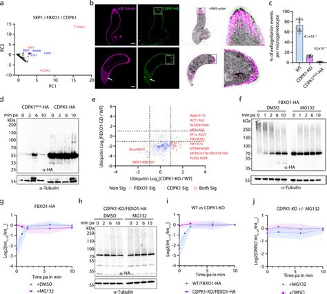 Interplay Between Phosphorylation And Ubiquitination During Sexual Download Scientific Diagram